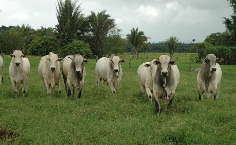 Tocantins é referência nacional no uso das práticas sustentáveis no Plano Agropecuária de Baixa Emissão de Carbono