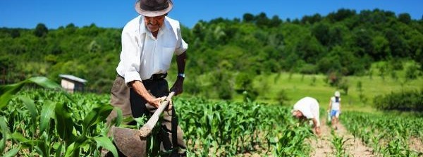 Garantia Safra 22/23 tem adesão de 41.557 agricultores familiares em Minas