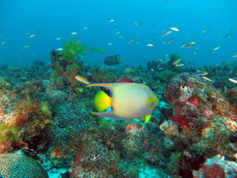 Movimento “Ceará sem lixo no mar” será lançado dia 19 de novembro, no Cumbuco