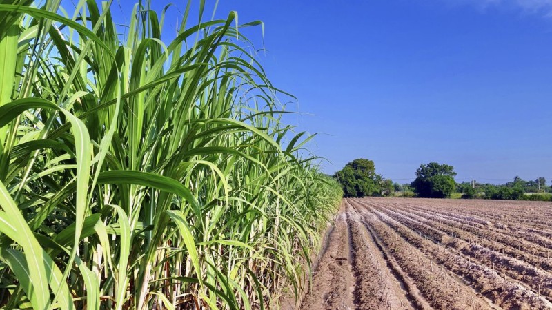 VBP do agro goiano deve chegar a R$ 106,6 bilhões