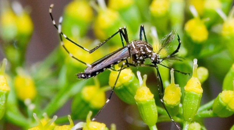 Estado alerta para cuidados contra Aedes aegypti