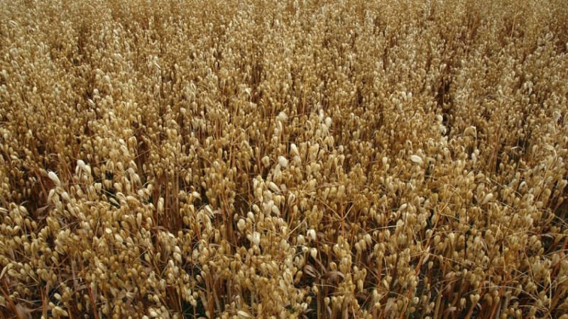 Programa de Sementes Forrageiras recebe manifestações de interesse até 5 de dezembro