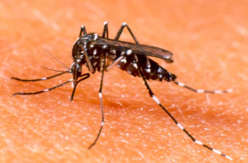Casos de dengue diminuíram mais de 80% no Acre, revela Sinan