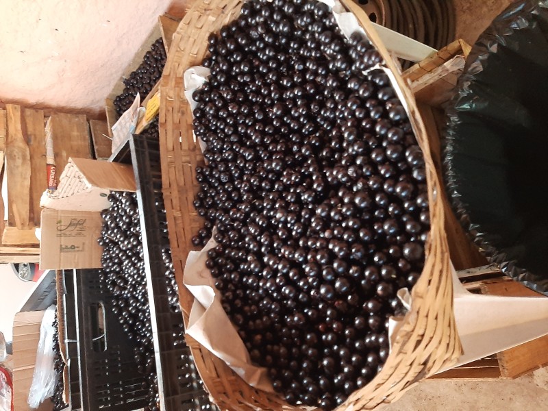 Produtores criam receitas inovadoras e tradicionais no Festival da Jabuticaba de Sabará