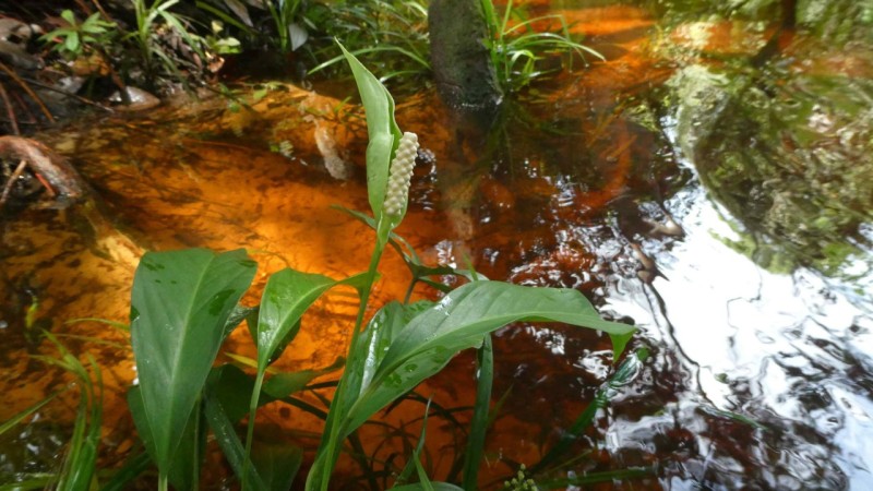 Governo do Amazonas apoia projeto que desbrava uma das regiões menos conhecidas da Amazônia no estado