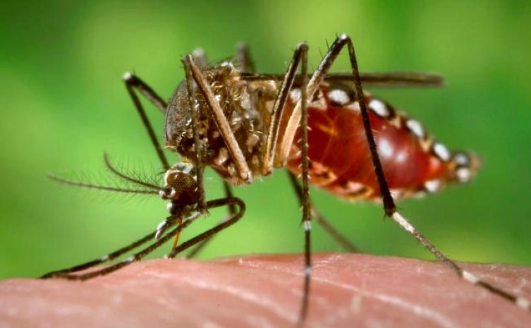 Dia Nacional de Combate à Dengue alerta para a explosão de casos no Tocantins