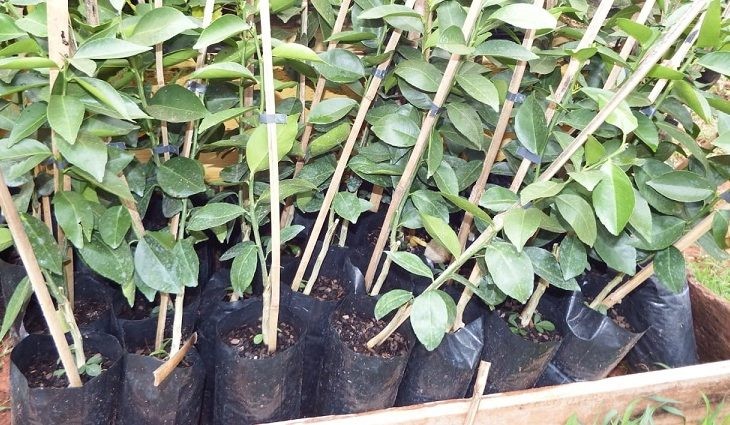 Agraer estimula produção de pomares domésticos em Ivinhema