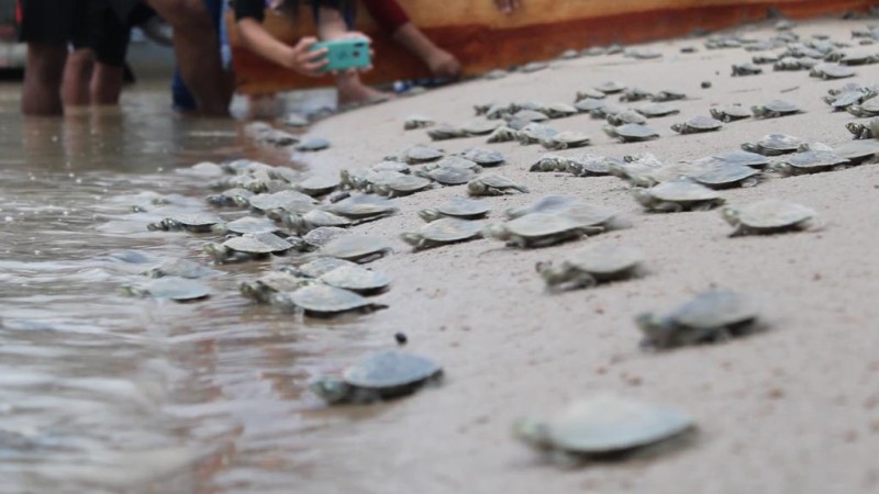 Mais de 280 mil filhotes de quelônios são devolvidos à natureza na RDS Uacari e Resex do Médio Juruá