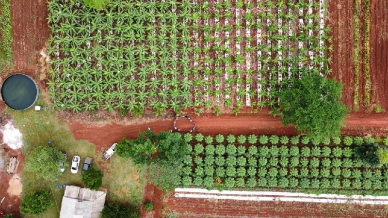 Projeto da Empaer com uso de sistema agroflorestal muda realidade de pequenos agricultores de Aripuanã