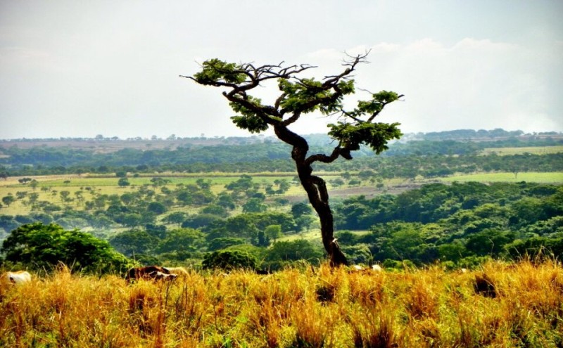 Prorrogado prazo para submissão de projetos ao edital Legado Verdes do Cerrado