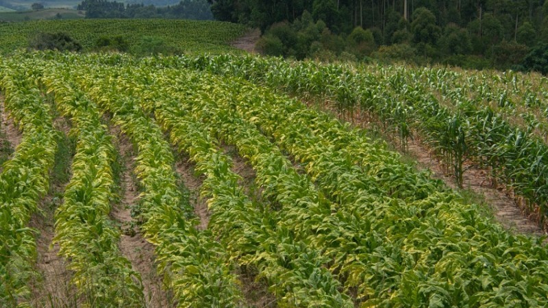 Abertura da colheita do tabaco será nesta terça-feira (6/12) em São Lourenço