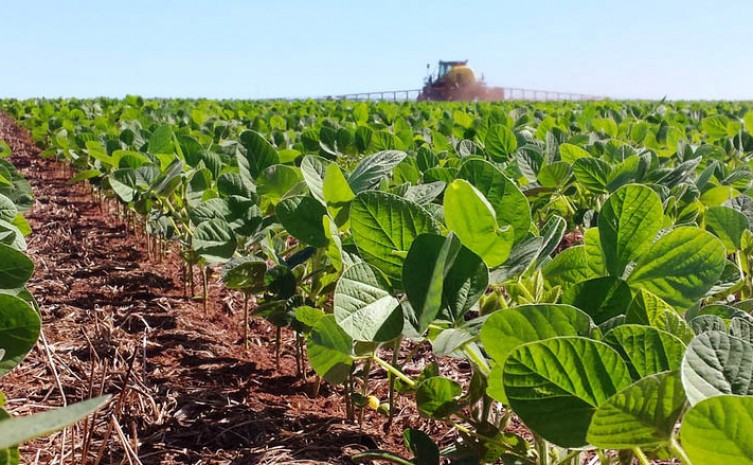 Governo do Tocantins alerta produtores para controle da cigarrinha do milho