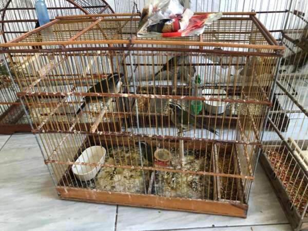 Operação Fauna Livre 1 resulta nas capturas de três pessoas por crime ambiental em Fortaleza