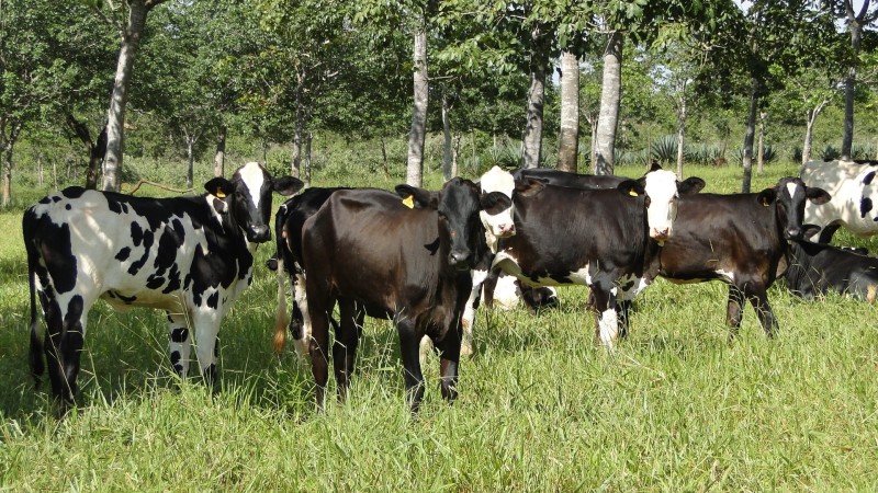 Epamig treina equipe de campo e investe em protocolo de práticas unificado para unidades produtoras de gado