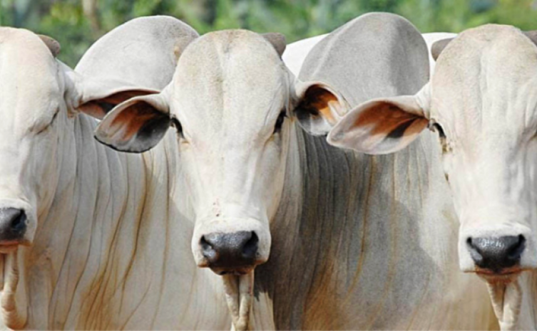 Investimento do Governo do Tocantins em tecnologia e melhoramento genético garante avanço na agricultura e pecuária tocantinense