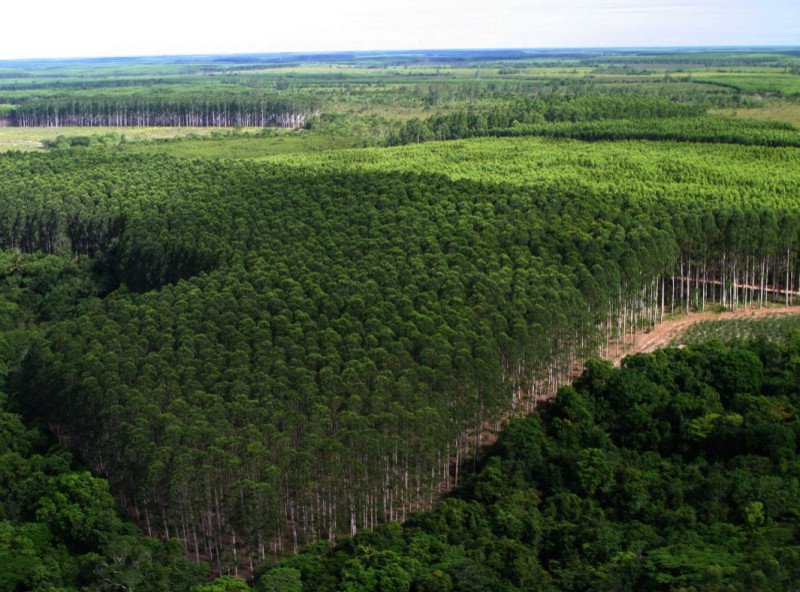 Assembleia Legislativa aprova Política Agrícola Estadual de Florestas Plantadas