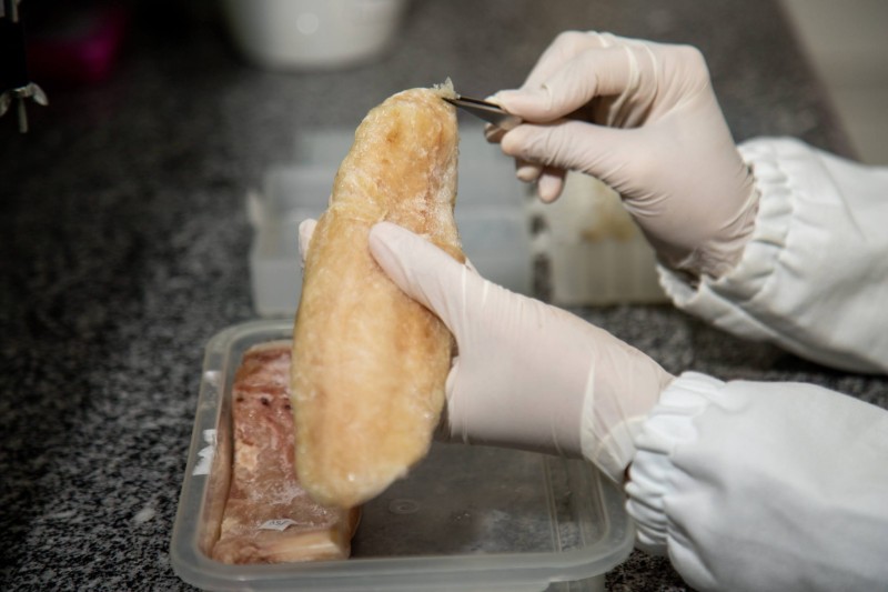 Com apoio do Governo do Amazonas, pesquisa desenvolve kit para identificar postas e filés de piramutaba