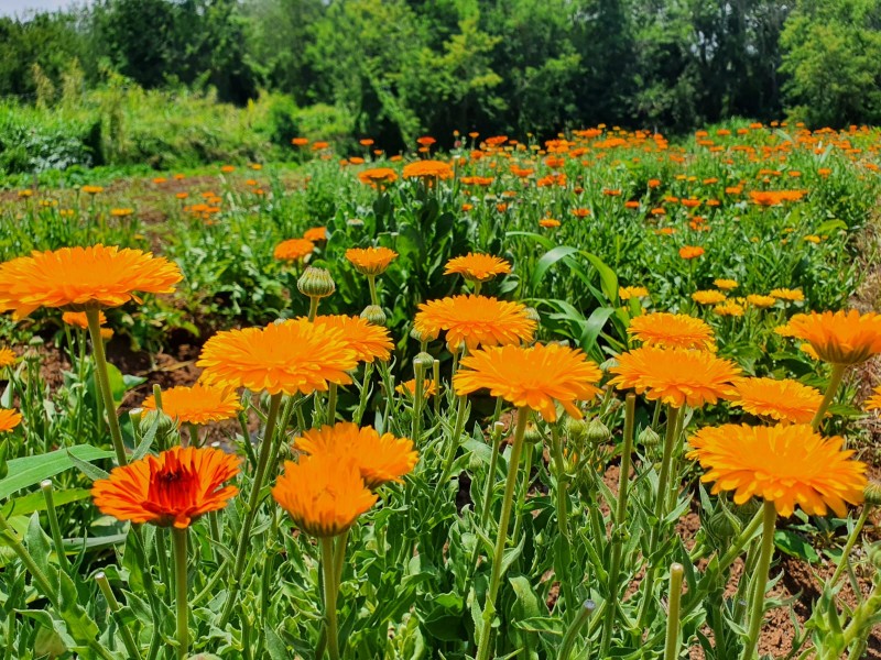 Epamig realiza ações para cultivo e identificação de plantas medicinais usadas no SUS