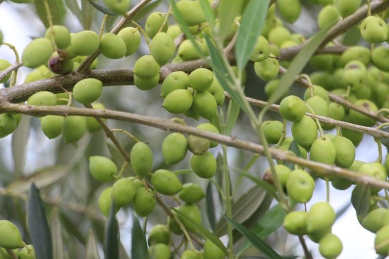 Epamig integra primeiro instituto brasileiro de pesquisa em olivicultura e azeite