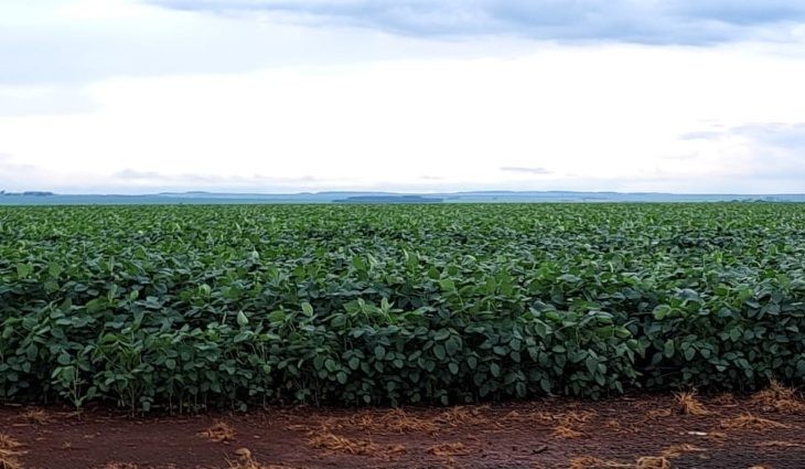 Clima favorável e expansão de áreas devem permitir safra de soja recorde em MS