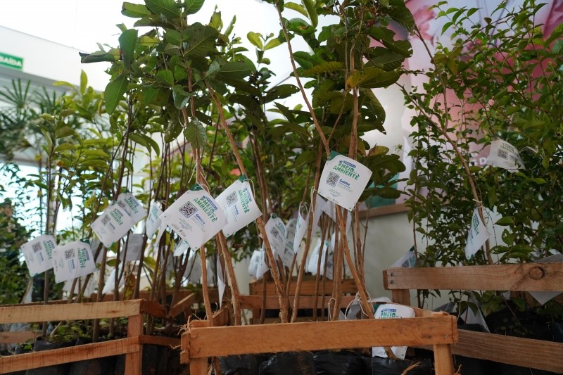 Aproveite a chuva e plante uma árvore: saiba como pegar mudas no Horto Municipal