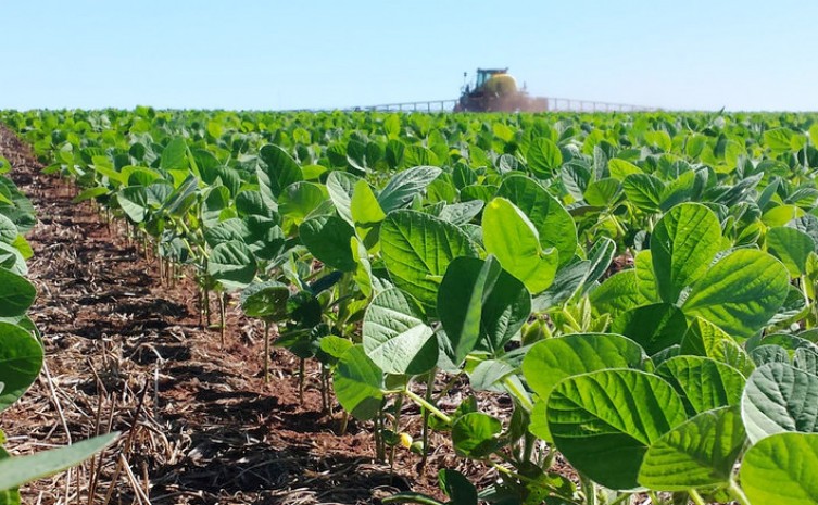 Produção de soja demonstra aumento expressivo em todas as regiões do Tocantins