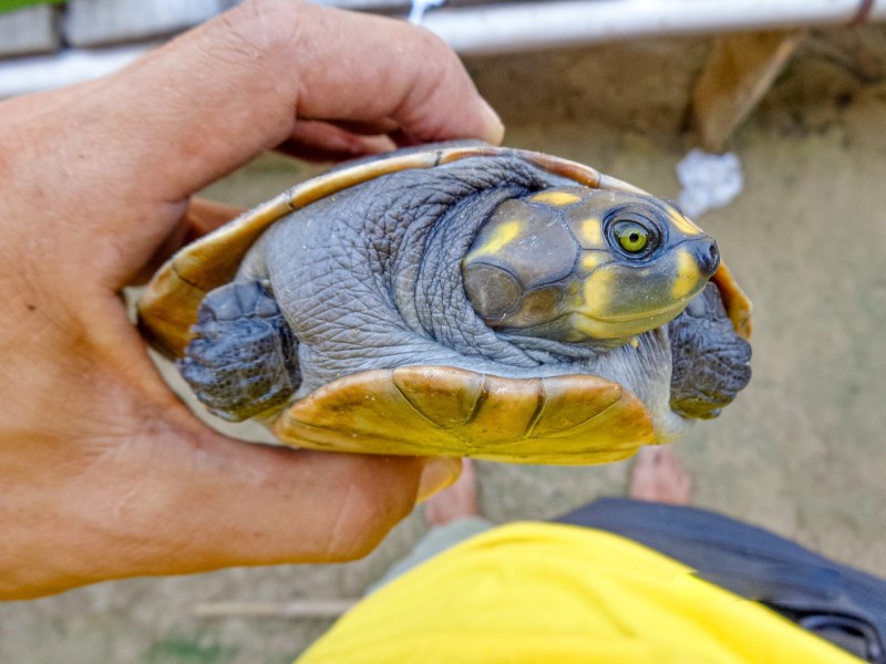 Pesquisa apoiada pelo Governo do Amazonas capacita sobre manejo alimentar de quelônios