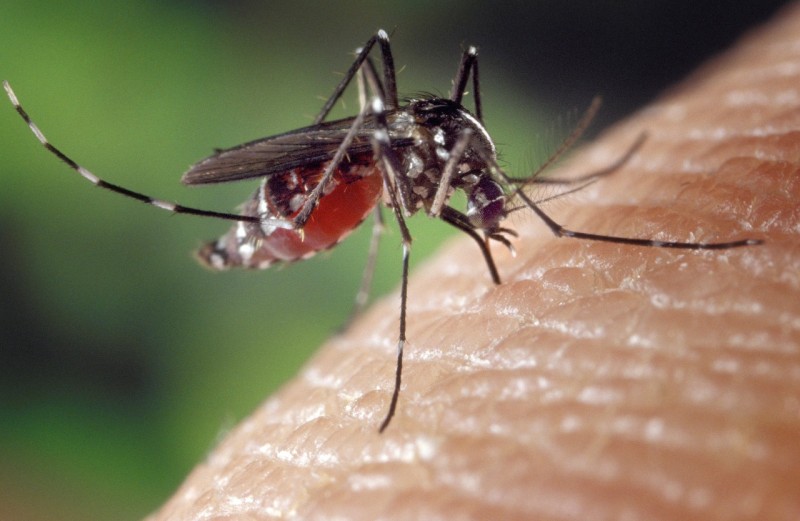 Dengue, zika e chikungunya: conheça os possíveis sintomas de cada uma das doenças