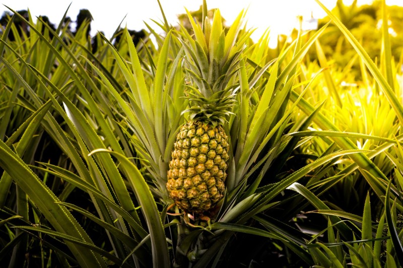 Pesquisa apoiada pelo Governo do Amazonas promove capacitação de práticas agrícolas para produção de abacaxi