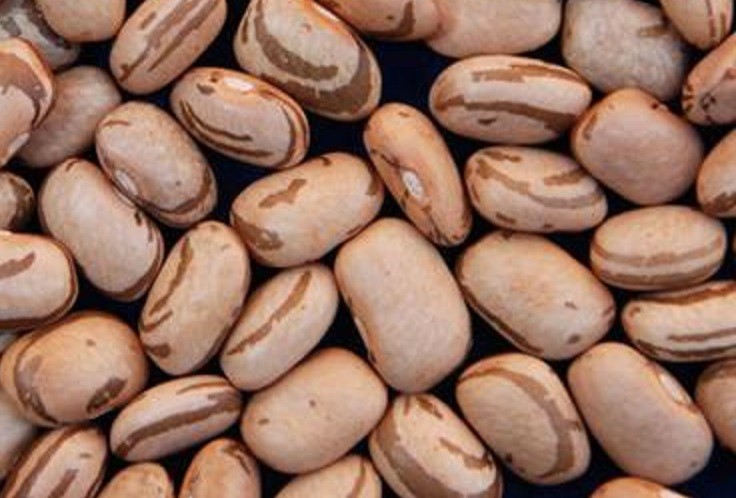 Emater vai distribuir sementes de feijão para 53 mil agricultores familiares