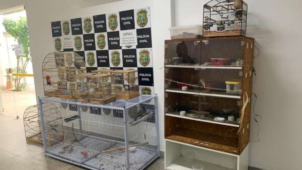 Polícia Civil apreende animais exóticos oriundos da Austrália e da Ásia em cativeiro em Fortaleza