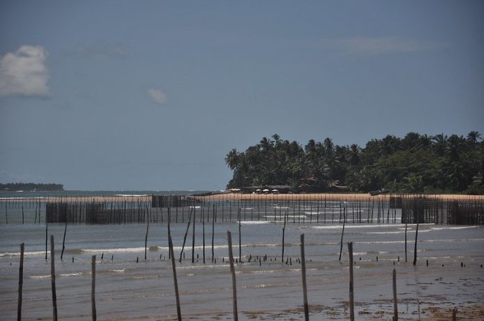 Inema inicia primeira etapa de fiscalização no período do defeso do Caranguejo-uçá