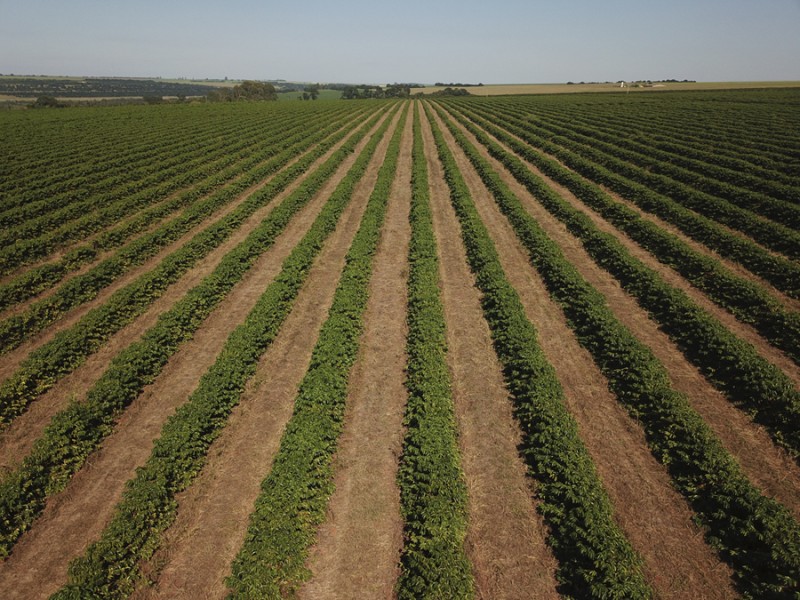 Valor Bruto da Produção agropecuária mineira bate recorde e supera os R$ 132 bilhões