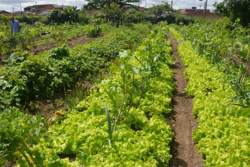 Produtores da horta do Jardim Valéria recebem visita de agrônomos para treinamento sobre adubo orgânico