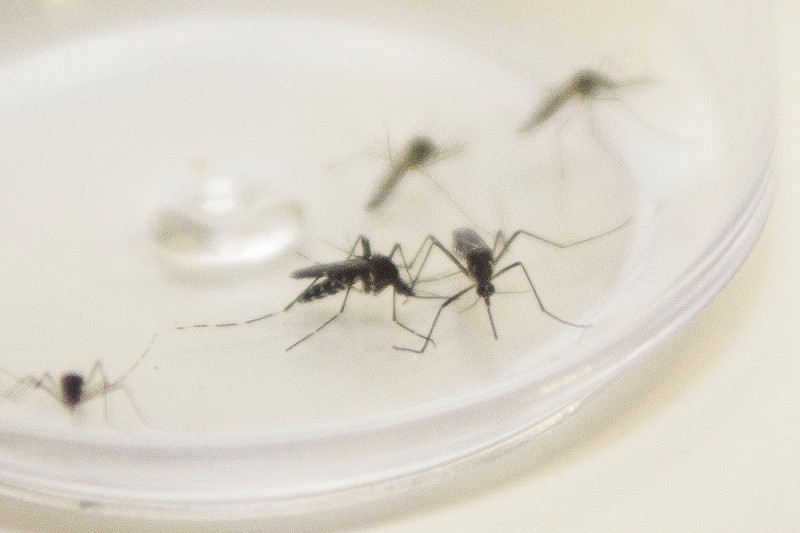 Com surto de chikungunya no Paraguai, Saúde emite alerta para casos da doença no Paraná