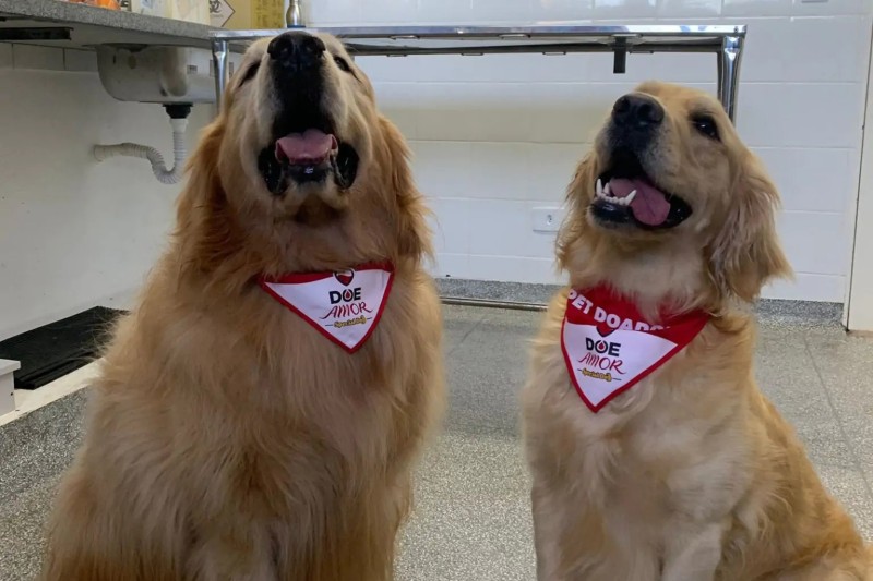 Laboratório da UEL pede novos doadores de sangue para transfusão em cães