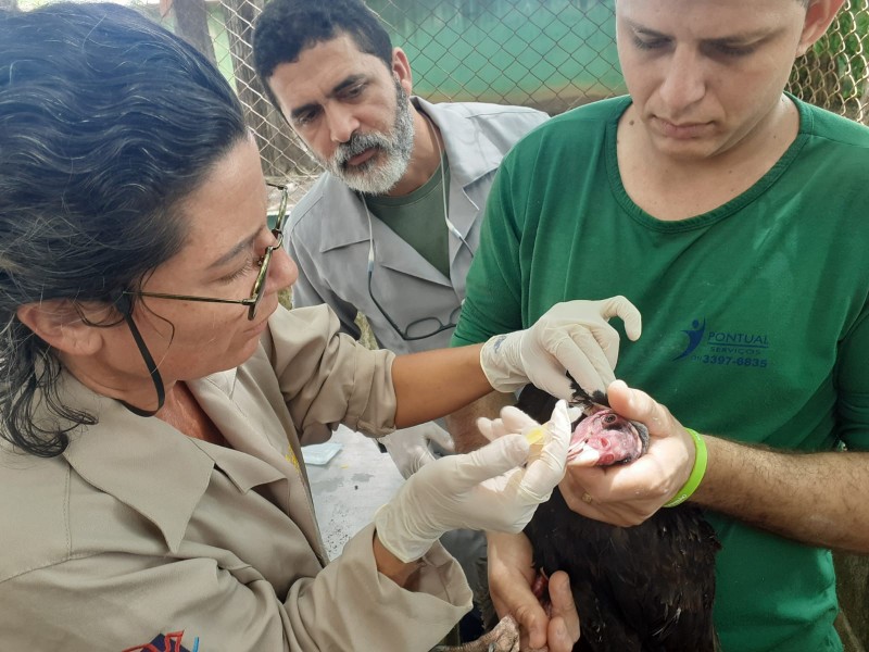 Semace e Ibama se unem para melhorias em Centro de Triagem de Animais Silvestres