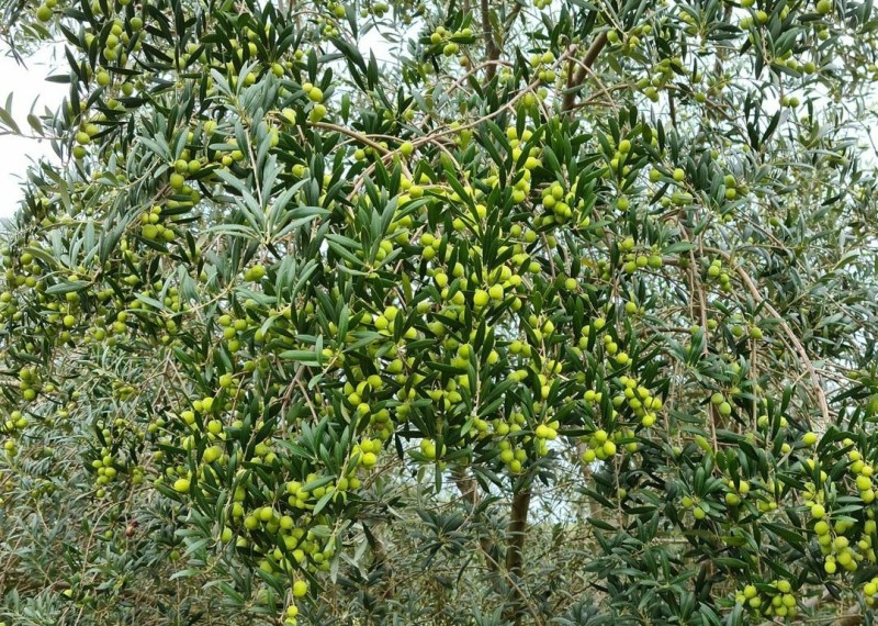 Primeira extração de azeite de oliva extravirgem no Brasil completa 15 anos