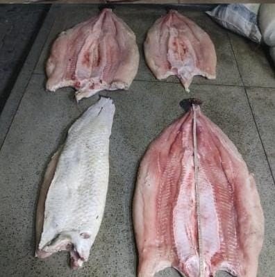 Em Codajás, Polícia Militar detém homem por crime ambiental