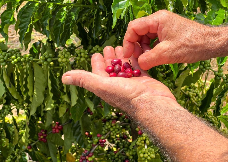 Acre deverá plantar mais de 1 milhão de mudas de café em 2023