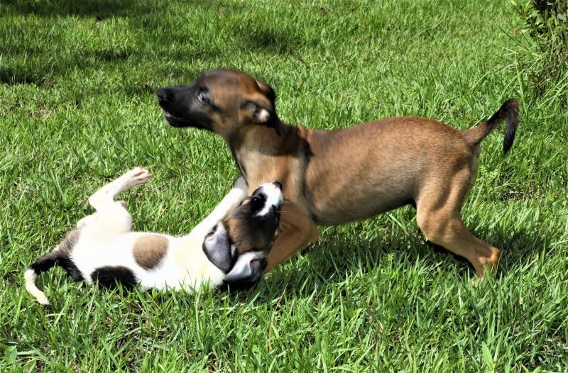 Sábado (11) é dia de 'Carna Folia Pet' e feira de adoção de cães e gatos; ?Esquenta? do Folia Cuiabana 2023 será no domingo (12)