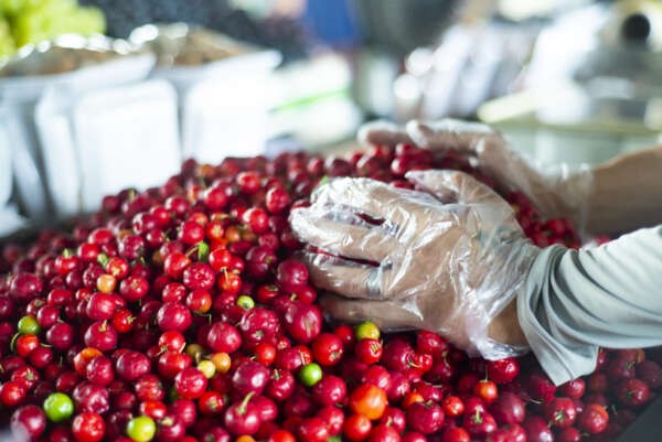 Acerola é encontrada a R$ 6,00/kg na Ceasa em Maracanaú