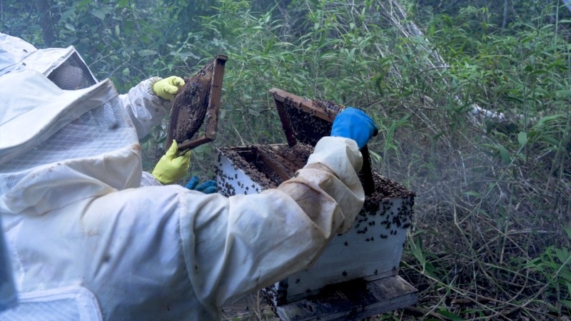 Prefeitura inicia trabalho técnico para fomentar a produção de mel em Lucas do Rio Verde