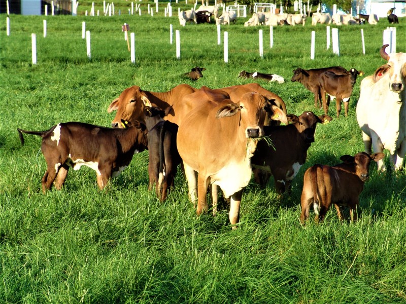 Epamig indica estratégia para produtores terem pasto durante a seca