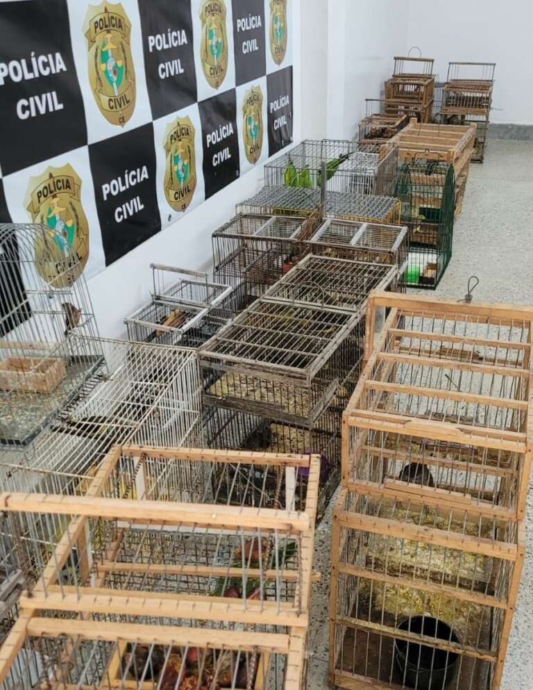 Homem é detido pela PC-CE e 34 pássaros silvestres são apreendidos na Serrinha