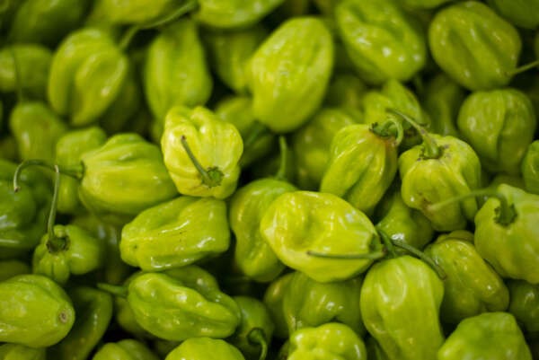 Preço da pimenta de cheiro cai 42,9% na Ceasa Cariri