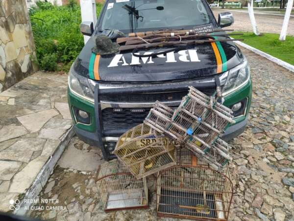 PMCE captura homem e apreende quatro espingardas pássaros silvestres em Marco