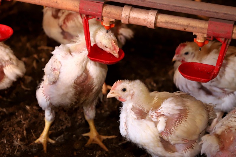 Governo do Paraná suspende participação de aves em eventos agropecuários por 90 dias