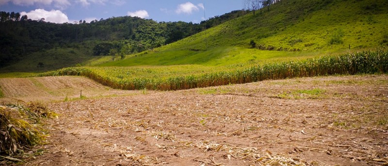 Produtores rurais já podem solicitar uso de ensiladeiras para fabricação de silagem