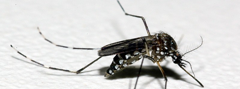 Pesquisa revela nível de infestação do Aedes aegypti em Minas 
